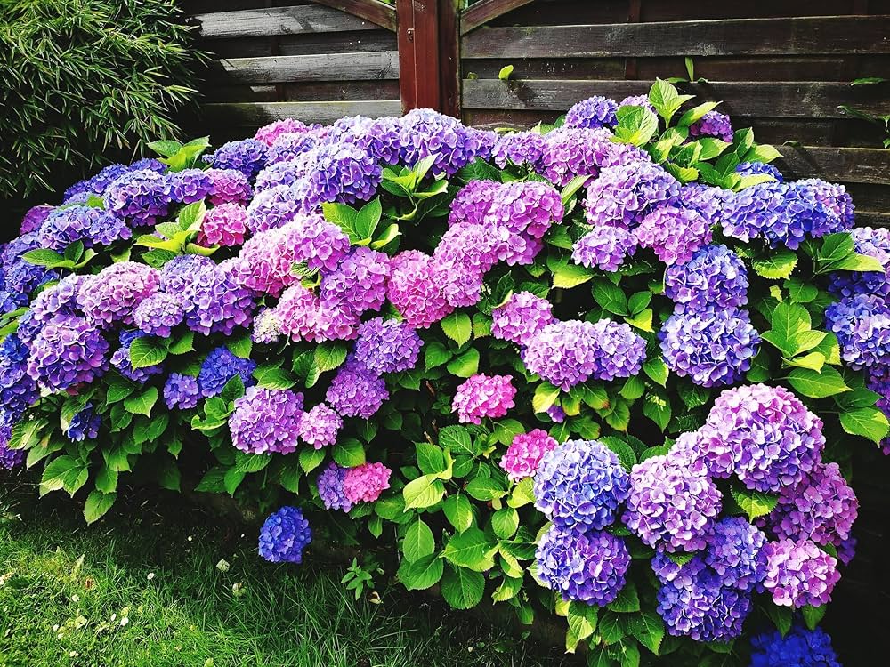 Violet Hydrangea Flower seeds for Planting Bright Blooms Heirloom & GMO Free Seeds for Home Garden
 
 Sale