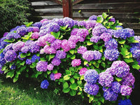Violet Hydrangea Flower seeds for Planting Bright Blooms Heirloom & GMO Free Seeds for Home Garden
 
 Sale