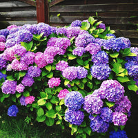 Mixed Hydrangea Flower seeds for Planting - Hardy Variety, Heirloom & GMO Free Seeds for Home Garden