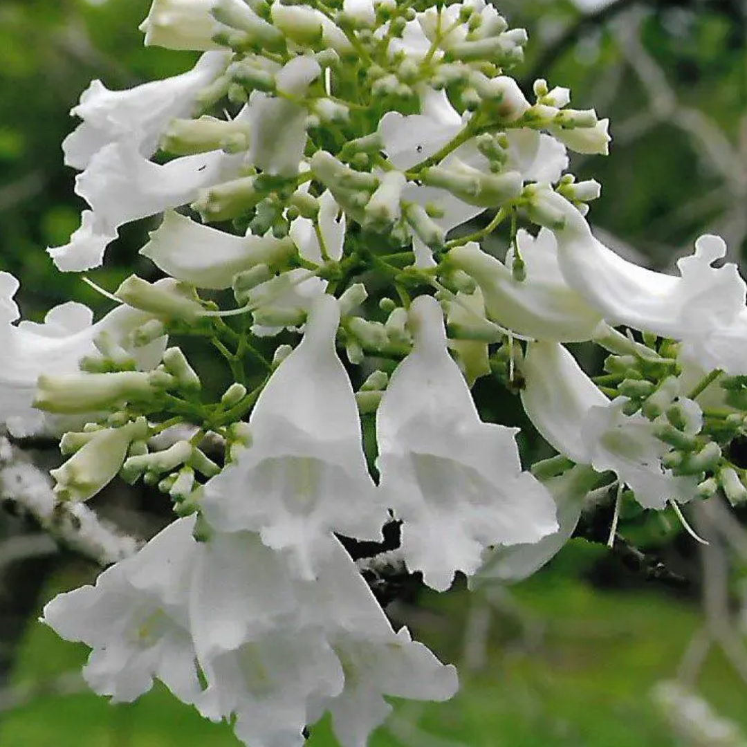 White Jacaranda Flower Seeds for Planting Pollinator Friendly Heirloom & GMO Free Seeds for Home Garden
 
 Sale