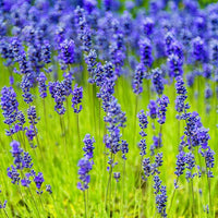 Lavender Munstead Flower seeds for Planting Long Bloom Season Heirloom & GMO Free Seeds for Home Garden 
 
 Sale
