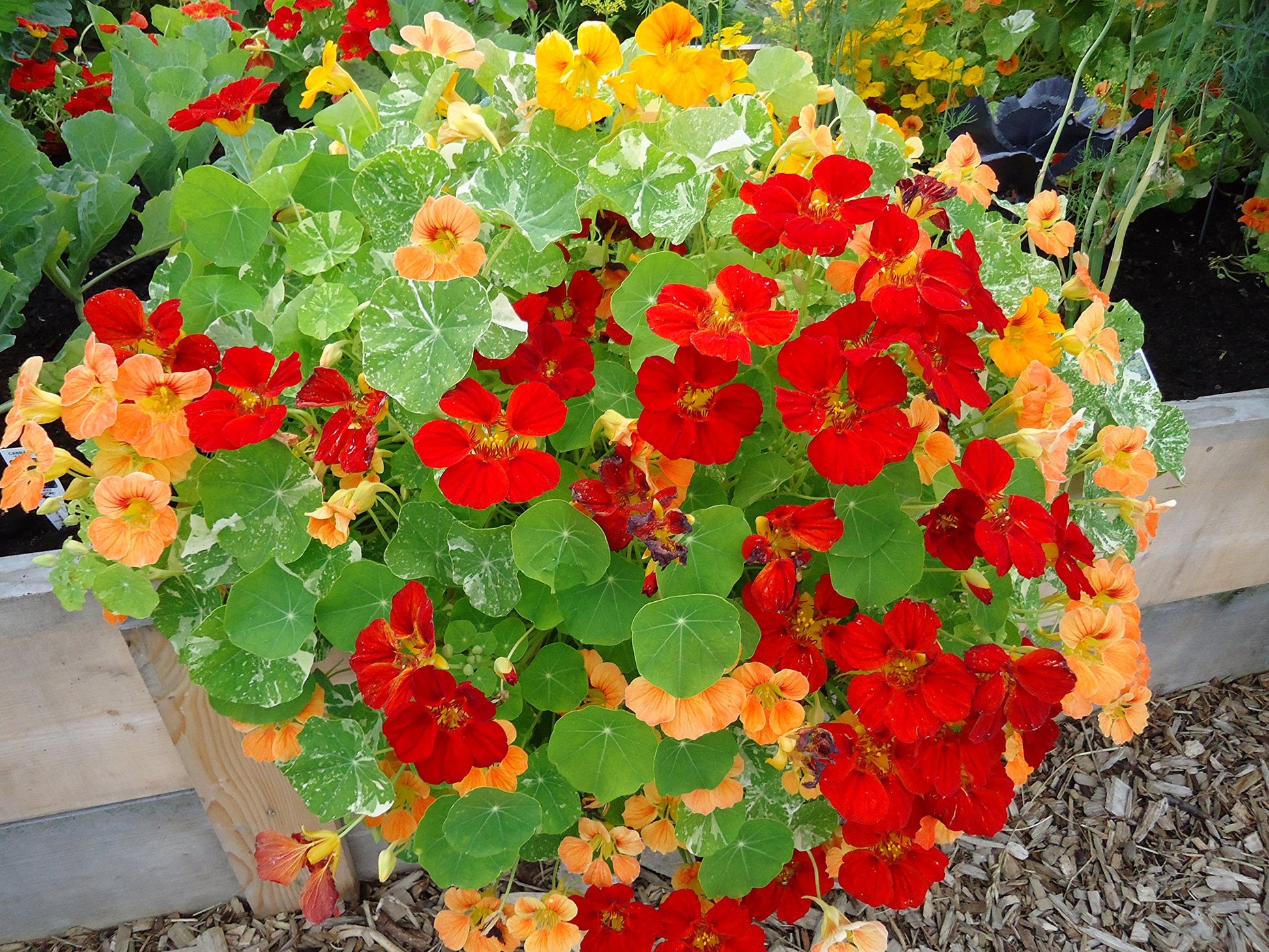Hanging Flower seeds for Planting Compact Growth Heirloom & GMO Free Seeds for Home Garden