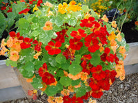 Hanging Flower seeds for Planting Compact Growth Heirloom & GMO Free Seeds for Home Garden