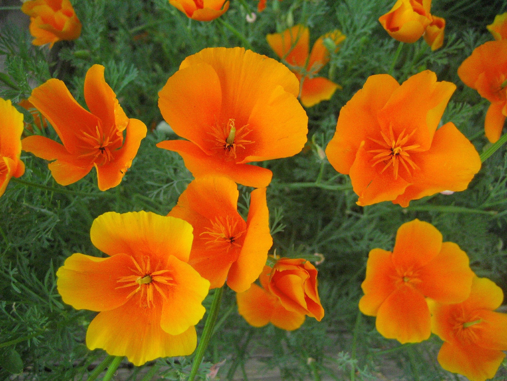 Eschscholzia Flower seeds for Planting - Hardy Variety, Heirloom & GMO Free Seeds for Home Garden