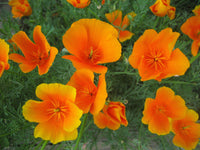 Eschscholzia Flower seeds for Planting - Hardy Variety, Heirloom & GMO Free Seeds for Home Garden