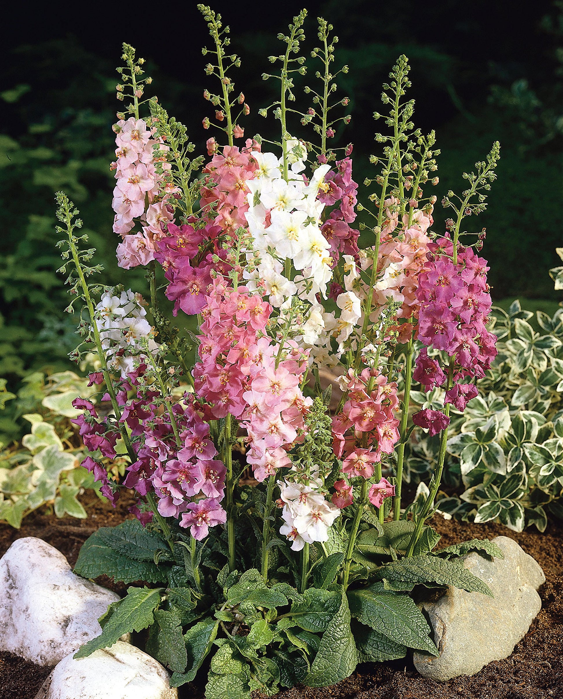 Mixed Phoeniceum Flower seeds for Planting - Garden Favorite, Heirloom & GMO Free Seeds for Home Garden