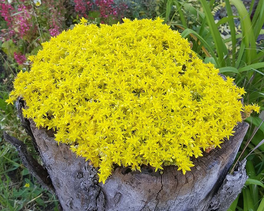 Mauerpfeffer Flower seeds for Planting Hardy Variety Heirloom & GMO Free Seeds for Home Garden