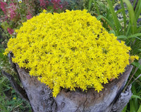 Mauerpfeffer Flower seeds for Planting Hardy Variety Heirloom & GMO Free Seeds for Home Garden