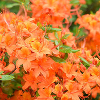 Orange Azalea Flower seeds for Planting Cut Flower Favorite Heirloom & GMO Free Seeds for Home Garden