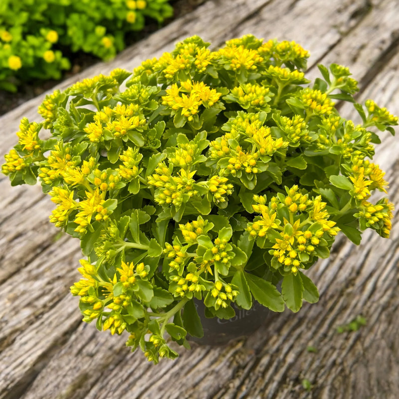 Yellow Sedum Kamtschaticum Flower seeds for Planting - Shade Tolerant, Heirloom & GMO Free Seeds for Home Garden