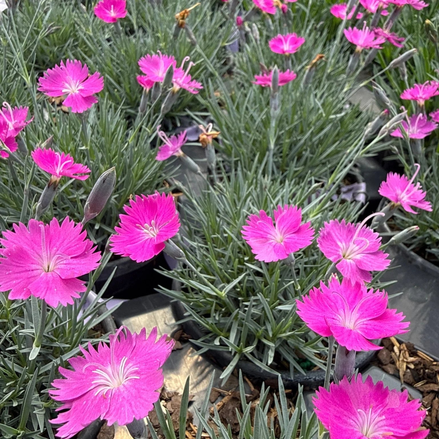 Pink Dianthus Flower seeds for Planting - Perfect for Borders, Heirloom & GMO Free Seeds for Home Garden