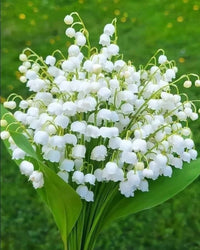 Valley Flower White Planting Seeds: Premium Seeds