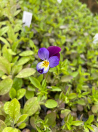 Futaba Violet Flower seeds for Planting - Cottage Garden Essential, Heirloom & GMO Free Seeds for Home Garden