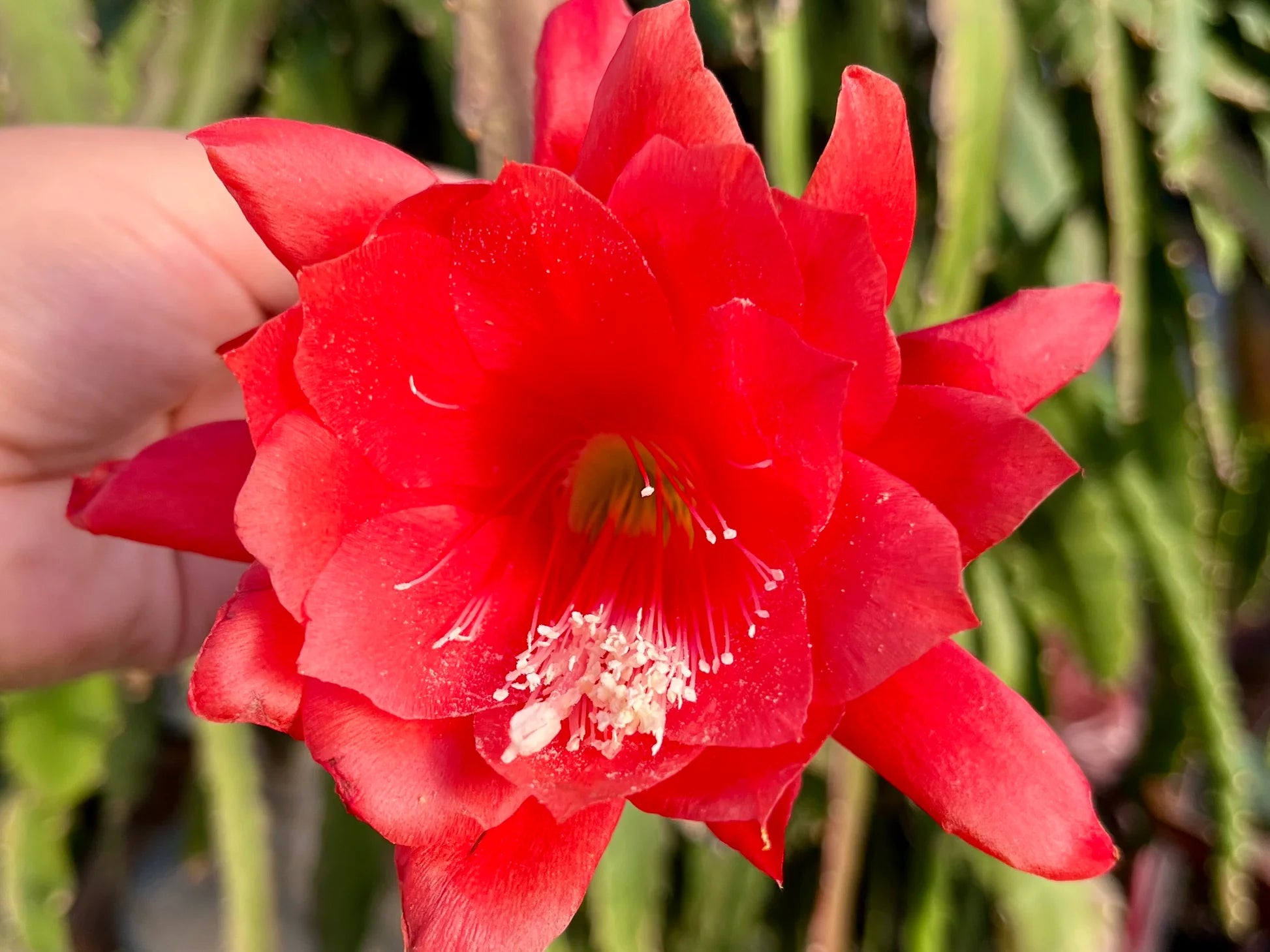 Red Epiphyllum Flower seeds for Planting Shade Tolerant Heirloom & GMO Free Seeds for Home Garden