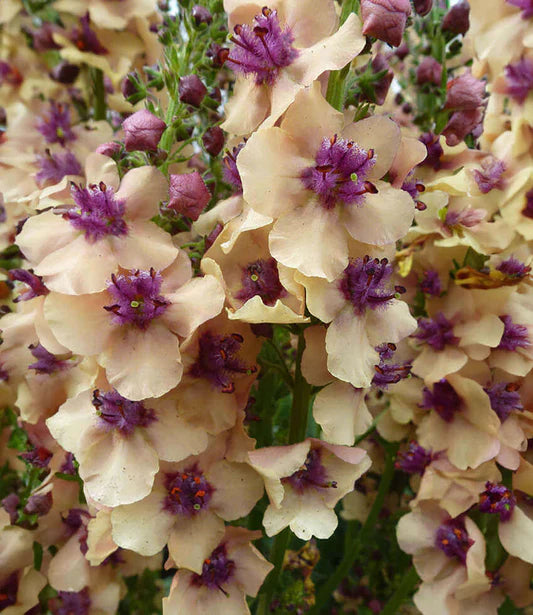 Cream Verbascum Flower seeds for Planting - Perfect for Borders, Heirloom & GMO Free Seeds for Home Garden