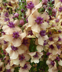 Cream Verbascum Flower seeds for Planting - Perfect for Borders, Heirloom & GMO Free Seeds for Home Garden
