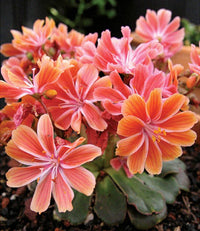 Lewisia Cotyledon Flower seeds for Planting Sun Loving Heirloom & GMO Free Seeds for Home Garden