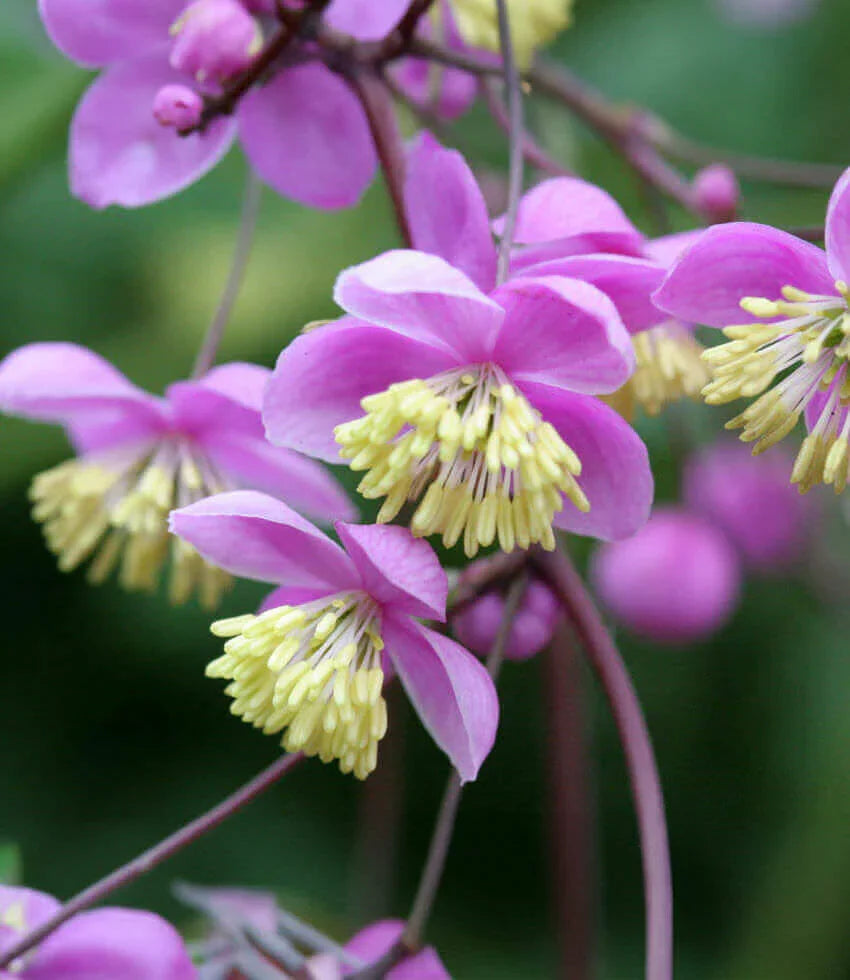 Lavender Thalictrum Flower seeds for Planting Premium Quality Heirloom & GMO Free Seeds for Home Garden 
 
 Sale