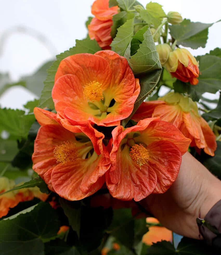 Abutilon Flower seeds for Planting Premium Quality Heirloom & GMO Free Seeds for Home Garden