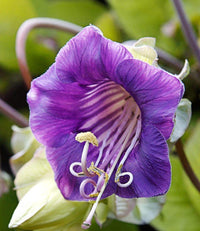 Purple Cathedral Bells Cobaea Scandens Climber Hummingbird Flower seeds for Planting - Bright Blooms, Heirloom & GMO Free Seeds for Home Garden