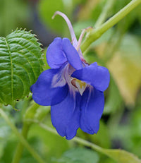 Blue Impatiens Flower seeds for Planting - Sun Loving, Heirloom & GMO Free Seeds for Home Garden
