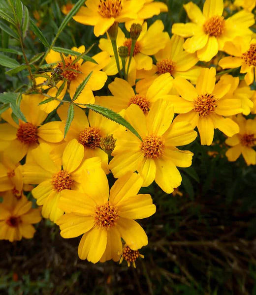 Yellow Tagetes Lemmonii Flowering Seeds for Easy Planting