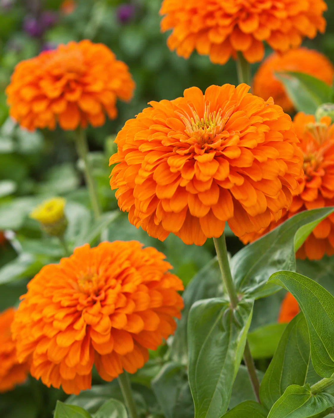 Zinnia Benary Giant Flower seeds for Planting Colorful Display Heirloom & GMO Free Seeds for Home Garden