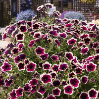 Cascadia (Cascadia Flower) seeds for planting in home garden