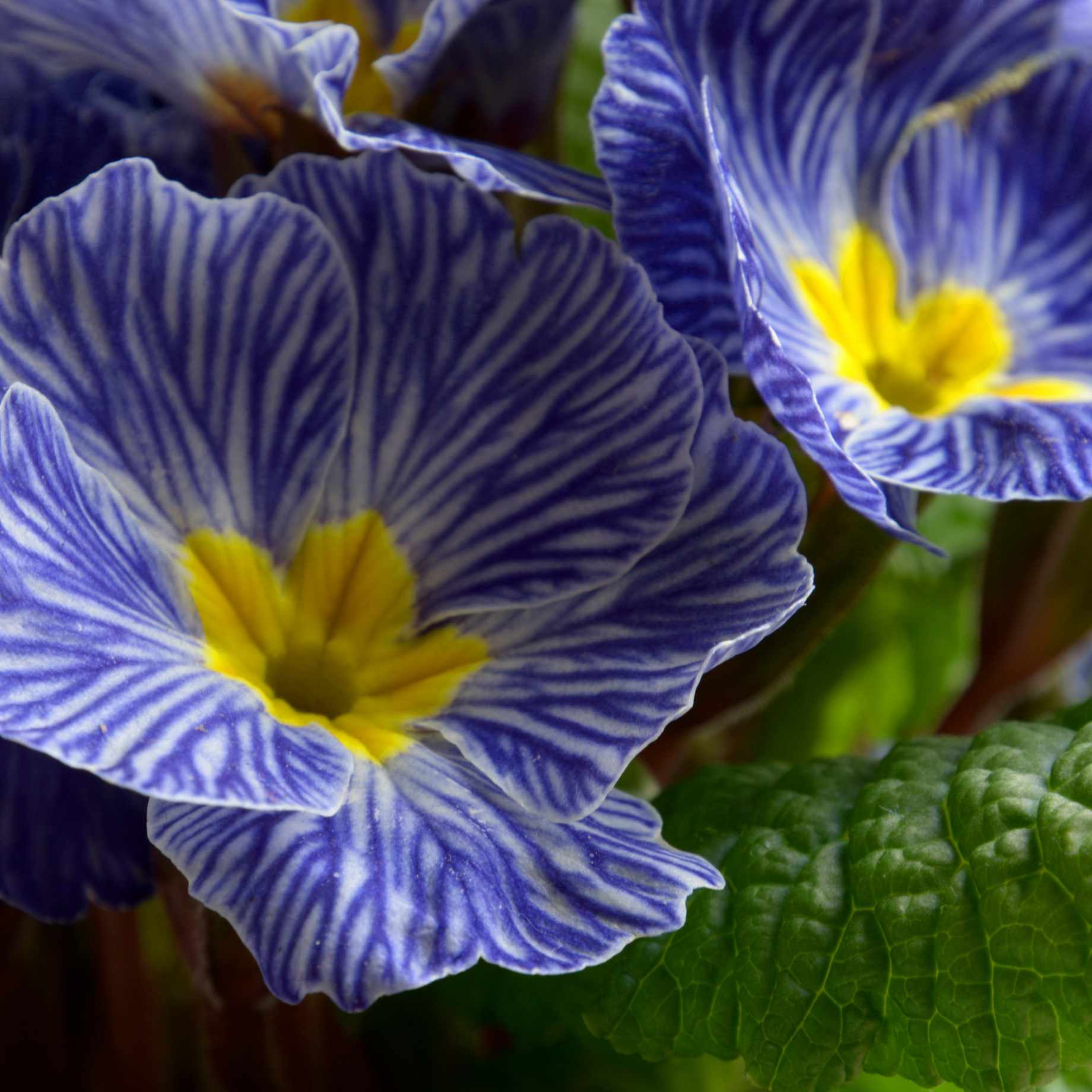 Primula Acaulis Flower seeds for Planting Vibrant Colors Heirloom & GMO Free Seeds for Home Garden 
 
 Sale