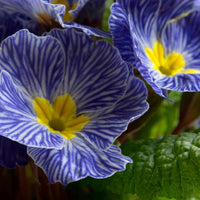 Primula Acaulis Flower seeds for Planting Vibrant Colors Heirloom & GMO Free Seeds for Home Garden 
 
 Sale