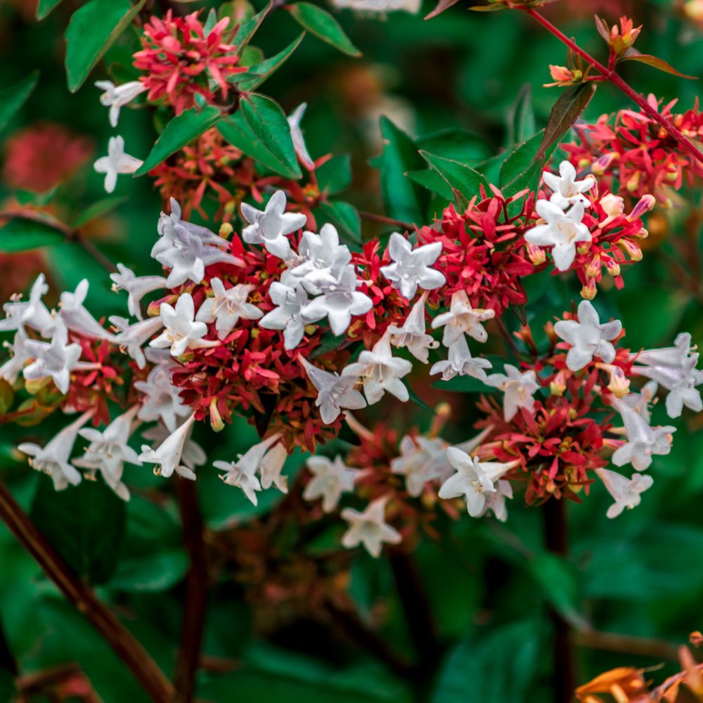 Red Abelia Flower seeds for Planting Drought Tolerant Heirloom & GMO Free Seeds for Home Garden 
 
 Sale