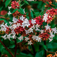 Red Abelia Flower seeds for Planting Drought Tolerant Heirloom & GMO Free Seeds for Home Garden 
 
 Sale