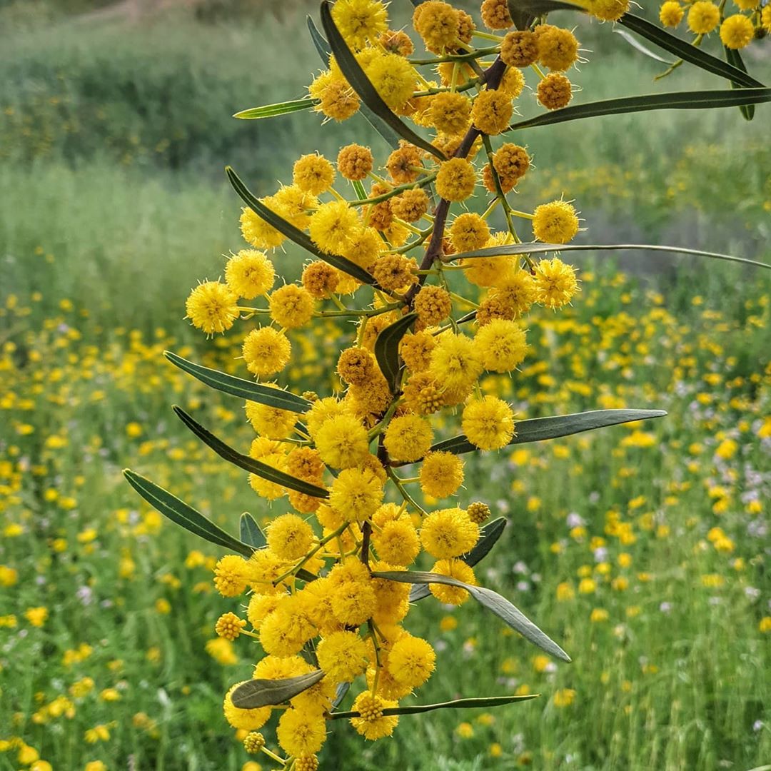 Acacia Yellow Perennial Flower Seeds for Planting | Easy to Grow Garden Seeds