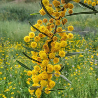 Acacia Yellow Perennial Flower Seeds for Planting | Easy to Grow Garden Seeds