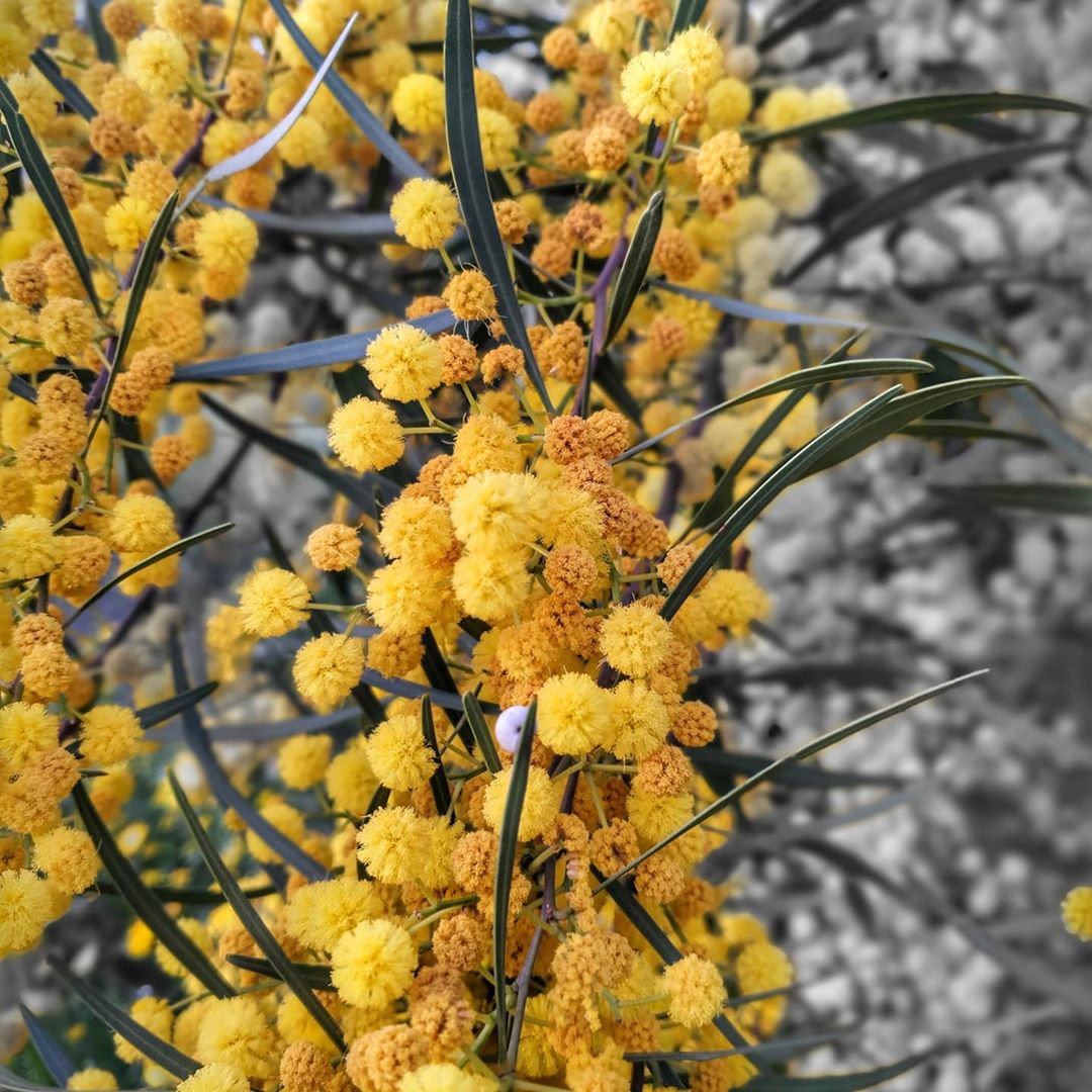 Acacia Flower seeds for Planting Pollinator Friendly Heirloom & GMO Free Seeds for Home Garden