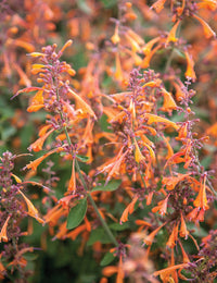 Orange Agastache Navajo Flower seeds for Planting - Pollinator Friendly, Heirloom & GMO Free Seeds for Home Garden