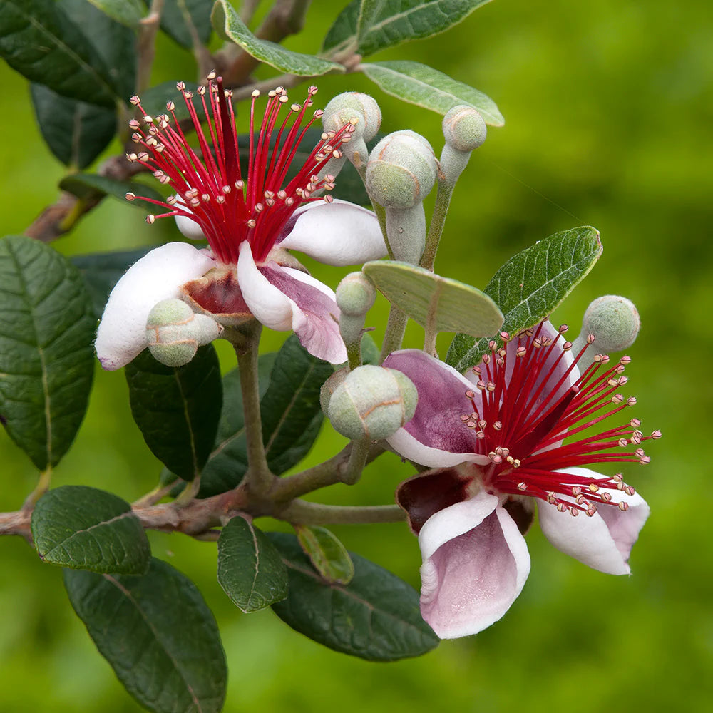 Feijoa Sellowiana Flower seeds for Planting - Easy to Grow, Heirloom & GMO Free Seeds for Home Garden