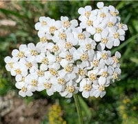 White Yarrow Flower seeds for Planting Cut Flower Favorite Heirloom & GMO Free Seeds for Home Garden 
 
 Sale