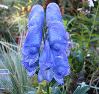 Blue Carmichaelii Flower seeds for Planting - Fragrant Blossoms, Heirloom & GMO Free Seeds for Home Garden