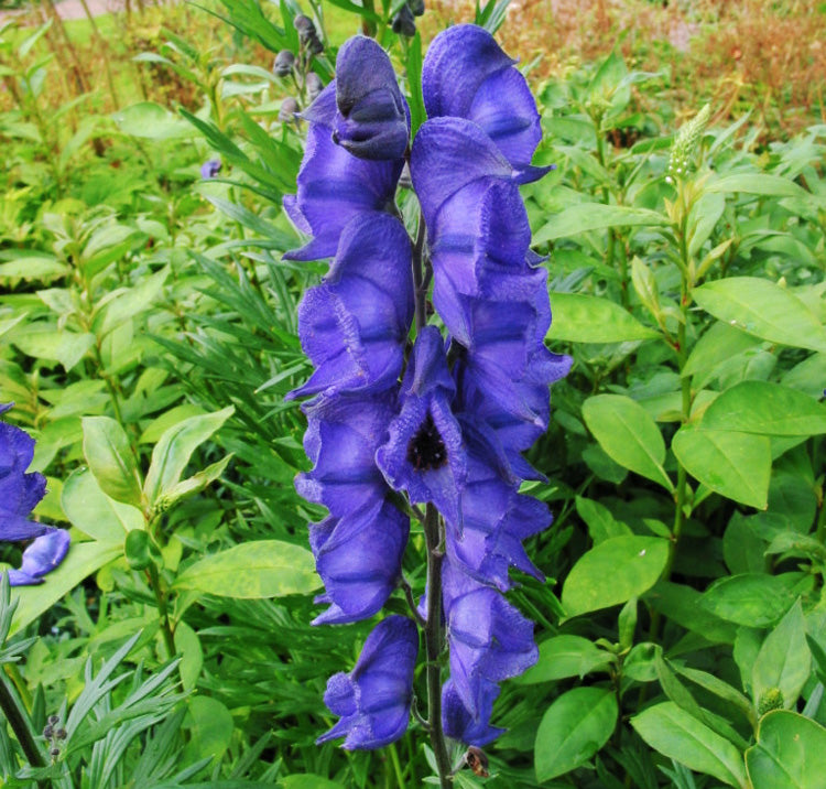 Blue Aconitum Napellus Flower seeds for Planting Hardy Variety Heirloom & GMO Free Seeds for Home Garden
 
 Sale