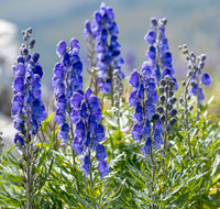 Blue Aconitum Napellus Flower seeds for Planting Hardy Variety Heirloom & GMO Free Seeds for Home Garden
 
 Sale