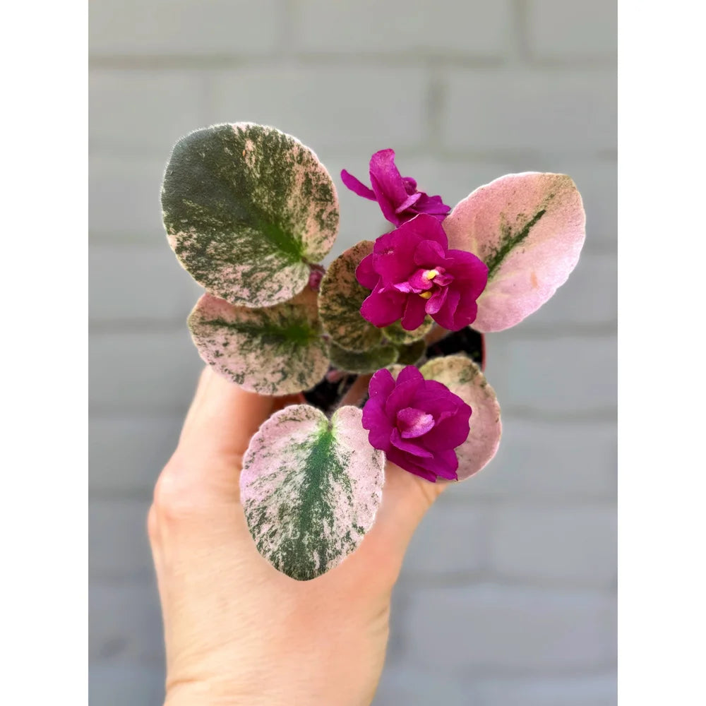 African Violets Flower seeds for Planting - Cut Flower Favorite, Heirloom & GMO Free Seeds for Home Garden