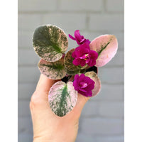 African Violets Flower seeds for Planting - Cut Flower Favorite, Heirloom & GMO Free Seeds for Home Garden