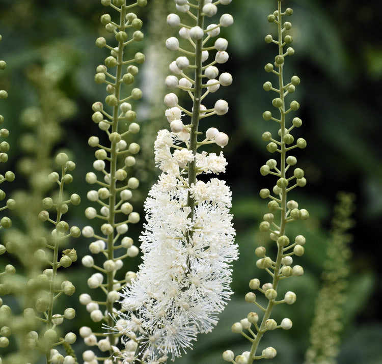 Cimicifuga Racemosa Flower seeds for Planting Hardy Variety Heirloom & GMO Free Seeds for Home Garden