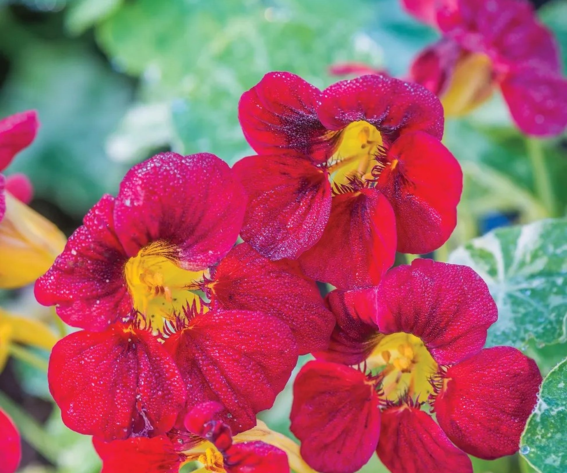 Maroon Nasturtium Flower Seeds Colorful Display Heirloom & GMO Free Seeds for Home Garden
 
 Sale