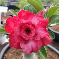 Bonsai Rose Flower seeds for Planting Hardy Variety Heirloom & GMO Free Seeds for Home Garden