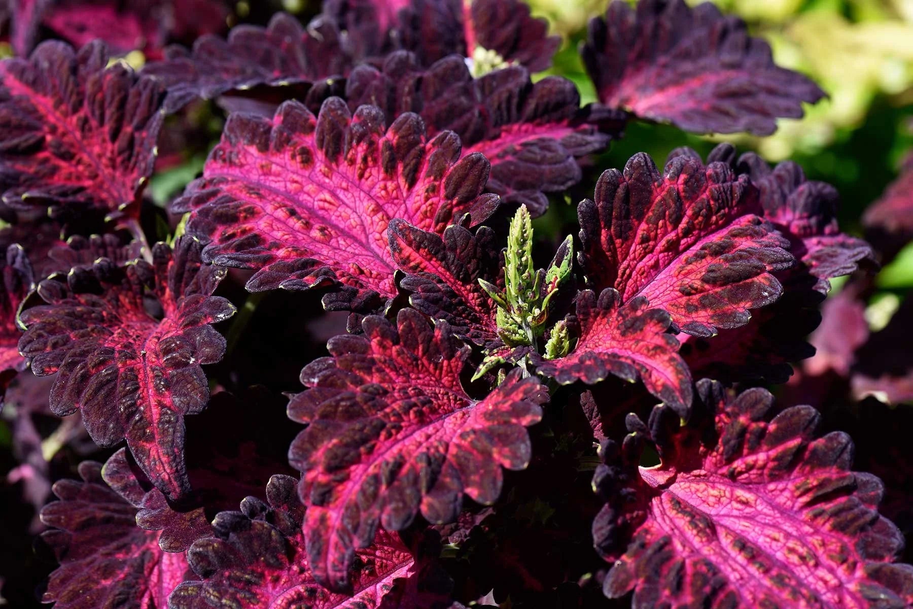 Red Dragon Coleus Flower seeds for Planting Premium Quality Heirloom & GMO Free Seeds for Home Garden