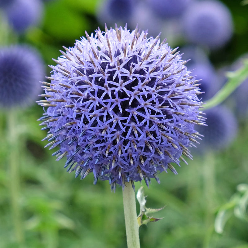 Blue Globe Thistle (Echinops Ritro) Flower Seeds, Allium Seeds for Home Garden
