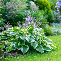 Heirloom Hosta Flower seeds for Planting Compact Growth Heirloom & GMO Free Seeds for Home Garden