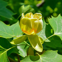 Tulpenbaum Flower seeds for Planting - Sun Loving, Heirloom & GMO Free Seeds for Home Garden